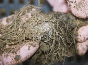 Many yellowish-white aphids are present along the roots;  their presence gives them a cottony white appearance.  <b> <i> Pemphigus bursarius </i> </b>