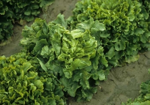 The vegetation of this escarole chicory seems more exuberant and messy than that of the surrounding salads.
 <b> "Multiple hearts" </b>