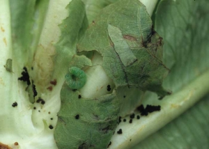 The culprit, in this case a green moth caterpillar, is not very far.  We also notice the presence of black droppings.  <b> Moth damage </b>