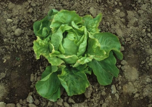 Chlorotic mottling and embossing of the lamina are, in many situations, the presence of <b> cucumber mosaic virus </b> (<i> Cucumber mosaic virus </i>, CMV) in salads.