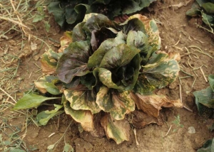 The <b> Alfalfa mosaic virus </b> (<i> Alfalfa mosaic virus </i>, AMV) induces in many hosts, such as in salads, symptoms that are always bright yellow to white and whatever their location and nature (spots, rings, arabesques, beaches ...).