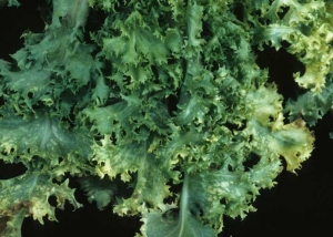 Symptoms are also evident on curly chicory.  Yellowing of the skirt leaves is also apparent.  <b> Alfalfa mosaic virus </b> (<i> Alfalfa mosaic virus </i>, AMV)