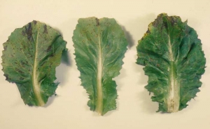 Numerous rust-colored spots dot these salad leaves.  <b> <i> Puccinia </i> sp. </b>