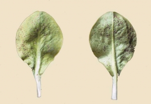 On these salad cotyledons, we note that these spots are first chlorotic before the appearance of uredosors.  <b> <i> Puccinia </i> sp. </b>