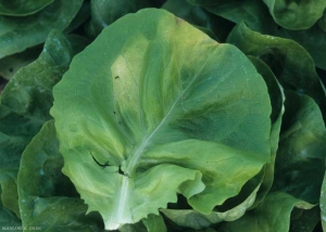 The yellow spots are more visible on the upper surface of the leaf blade.  They can be located in the limbus or at its periphery.  <b> <i> Bremia lactucae </i> </b> (downy mildew)