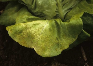 Many translucent rings are visible on the upper side of this lettuce leaf.  Some are starting to take on an orange tint.  <b> Lettuce ring necrosis agent </i>, LRNA)