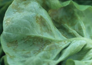 On the underside of the leaf blade, the rings are more fatty.  <b> Lettuce ring necrosis agent </i>, LRNA)