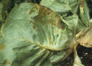 Under the limbus, the more advanced alterations take on a very characteristic orange color, at the origin of the French name of this affection: "disease of orange spots".  <b> Lettuce ring necrosis agent </i>, LRNA)