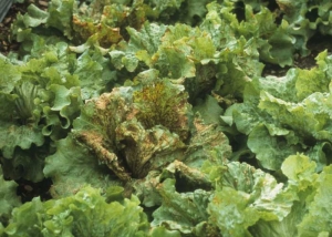 Batavias are particularly sensitive;  it is not uncommon to observe completely necrotic lettuce.  <b> Lettuce ring necrosis agent </i>, LRNA)