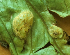 On the upper surface of the leaf blade, we note that the orange spots seem to be made up of several juxtaposed orange-yellow structures.  Indeed, tiny cups are recognizable on the underside of the limbus.  They are the aecidioles of the fungus.  <b> <i> Puccinia opizii </i> </b>