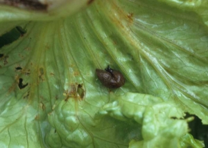 By observing them attentively, one notices that they are due to bites carried out by slugs which consume the leaf blade.  The perpetrators of this damage are never far away.
 <b> Slug damage </b>