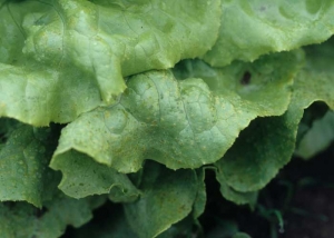 Very many punctiform alterations, slightly raised, greasy to orange, reflect the actions of the miners.  They are tiny flies about 2mm long. <b> Leafminer damage </b>