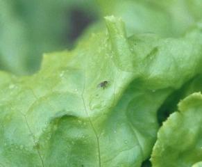 We can observe on this salad leaf a <b> leafminer </b> responsible for the punctiform alterations.