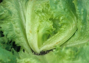 The areas of the leaf blade where thrips feed take on an orange tint and a metallic sheen.
 <b> Thrips damage </b>