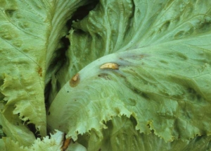 Two spots of latex, pinkish orange to brown, are clearly visible on the midrib on the underside of this salad leaf.  <b> Latex "spots" </b>