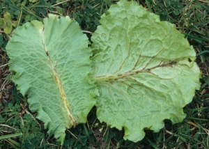 Orange to brown lesions, located on the veins, can materialize the effects of certain herbicides on lettuce. <b> Various phytotoxicities </b>