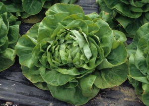 Marginal necrosis can affect lower leaves as is the case on this lettuce.  <b> Marginal necrosis </b>