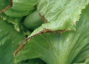 <b> Marginal necrosis </b> can result in the formation of large fringes of necrotic tissue along the edge of the limbus;  these will dry out if weather conditions allow.