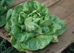 Several small powdery, white spots dot the upper surface of the lower leaves of this lettuce.  <b> <i> Golovinomyces cichoracearum </i> var.  <i>cichoracearum</i> </b> (powdery mildew)