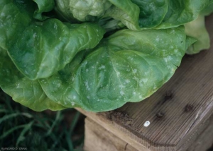 In fact, the spots are made up of the superficial mycelium of the fungus and a profusion of conidiophores and conidia forming in a chain.  <b> <i> Golovinomyces cichoracearum </i> var.  <i>cichoracearum</i> </b> (powdery mildew)