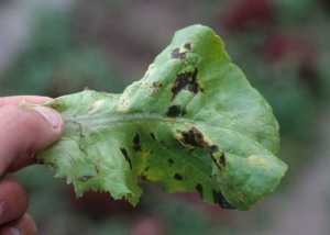 <b> bacterial attacks </b> often result in brown to black wet spots, sometimes surrounded by a more or less marked yellow halo.