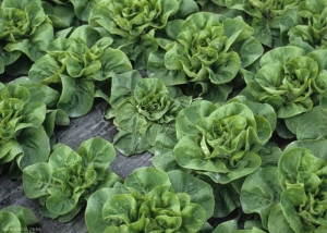 Lettuce starting to wilt.  <b> <i> Botrytis cinerea </i> </b> ("gray mold")