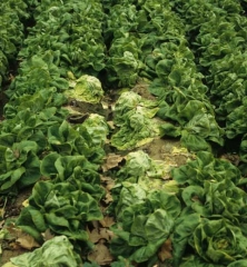 Yellowing and wilting can be observed on several salads from this field.