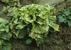 This salad has been subjected to temperatures well below 0 ° C.  As it thaws, it shows a limp habit and leaves appearing to have been scalded.  <b> Frost damage </b>