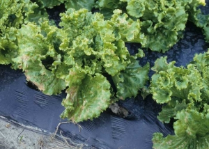 After having received projections of Gramoxone during a herbicide treatment, this batavia reveals some more or less extensive leaf necrosis.  It should be noted that some of them are located at the edge of the limbus where product accumulations may have occurred.  <b> Phytotoxicity </b>