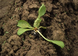 This salad plant did not appreciate the effects of Mocap;  the majority of its leaves, especially the youngest, turn brown, wilt and begin to necrose.  <b> Phytotoxicity </b>