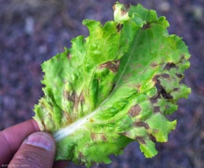 The spots, delimited by veins and brown in color, are surrounded by a chlorotic halo.  <b> <i> Septoria lactucae </i> </b> (septoria, "<i> Septoria </i> leaf spot")