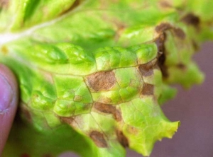 Careful observation of the limbus makes it possible to distinguish tiny black structures embedded in the tissues: these are the pycnidia of the parasitic fungus.  <b> <i> Septoria lactucae </i> </b> (septoria, "<i> Septoria </i> leaf spot")