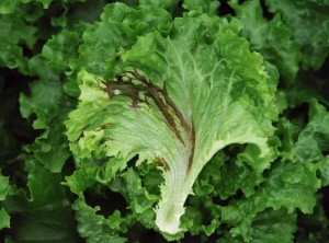 Several wet, brown and elongated alterations extend from veins.  <b> <i> Pseudomonas cichorii </i> </b> ("bacterial leaf spot")