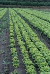 Many plants distributed in 1 to 2 rows show lower growth compared to surrounding plants;  it is an attack of <i> Sphingomonas suberifaciens </i>.  <b> Distribution in rows </b>