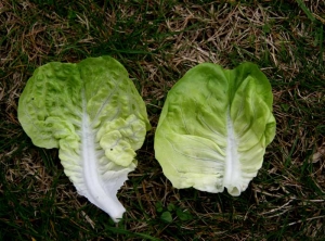 On the diseased leaf (left), we can clearly see a thickening of certain veins and deformation of the blade, compared to the control leaf on the right.  <b> <i> Mirafiori lettuce big-vein virus </i> </b> (MLBVV, lettuce big vein virus)