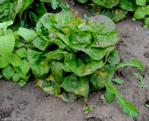 This salad has several yellow spots distributed especially on the lower leaves.  <b> <i> Bremia lactucae </i> </b> (salad mildew, downy mildew)