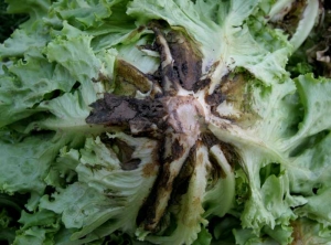 Numerous basal leaves show moist, brown lesions located on either side of the midrib;  in some of them the midrib is starting to rot. <b> <i> Thanatephorus cucumeris </i> </b> (<i> Rhizoctonia solani </i>, basal rot, bottom rot)