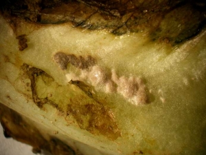 These poorly defined masses progressively browning along the midrib are pseudosclerotia of <b> <i> Thanatephorus cucumeris </i> </b> (<i> Rhizoctonia solani </i>, basal rot, bottom rot)