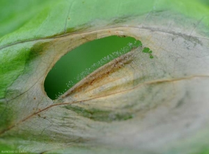 On this parchinoid spot, we can clearly see the conidiophores and conidia constituting the gray mold of <i> <b> Botrytis cinerea </b> </i> (gray mold)