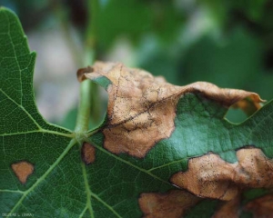 Pycnidia of the imperfect form of <b> <i> Guignardia bidwellii </i> </b> dot the necrotic lesions on this leaf.