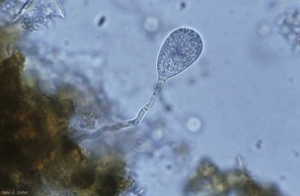 In spring, the oospores of <i> Plasmopara viticola </i> germinate, forming a germ tube ending in a piriform macroconidia (28x36 µm);  the latter will produce 30 to 50 zoospores.  <b> Downy mildew </b>