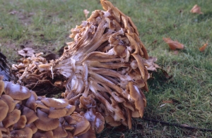 <i> <b> Armillaria mellea </b> </i>: tufts of carpophores appear at the foot of dead vines.  (root rot)