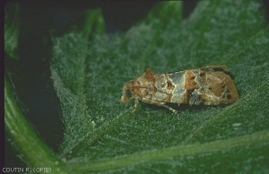 <i><b>Lobesia botrana</b></i> : adult