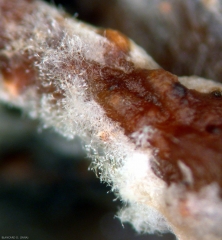 Mycelium and conidiophores of <b><i> <b> Penicillium glabrum </b> </i> have formed on a rotten berry in the heart of a cluster.  (bunch mold)