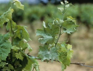 The flag symptom, initiated in the spring by the dormant <i> <b> Erysiphe necator </b> </i> mycelium in the buds, is characteristic of powdery mildew.  Group A strains have long been considered responsible for this symptom;  the situation on the ground would be more nuanced.