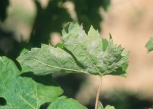 This oid leaf is rather rolled up;  the presence of <i> <b> Erysiphe necator </b> </i> mycelium is noted on the underside of the leaf blade.