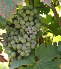 Many berries in this cluster are covered with powdery mildew, which gives them that dusty appearance.  
 <b> <i> Erysiphe necator </i> </b>