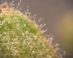 Many conidiophores have formed on this leaf.  They bear chain conidia and some are unusually branched.  <b> <i> Erysiphe necator </i> </b> (powdery mildew)