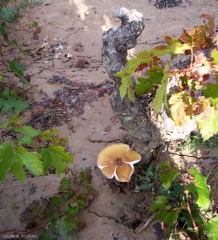 <b> <i> Armillaria mellea </i> </b>: carpophore at the foot of a vine.  (root rot)