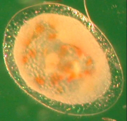 <b> <i> Eupoecilia ambiguella </i> </b>: eggs 3-4 days old.
 The Cochylis egg has a characteristic orange punctuation.